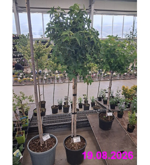 Liquidambar styr. 'Gum Ball' C 18 L